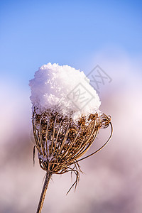 带雪帽的 chickel季节性宏观叶子天气棕色花园季节磨砂水晶植物图片