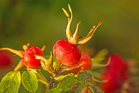土豆花的果实药品灌木红色牧歌蔷薇植物水果植物群图片
