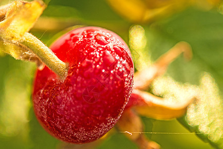 土豆花的果实牧歌蔷薇植物植物群药品水果灌木红色图片