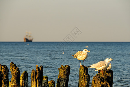 海鸥在波罗的海一条古老的海沟上图片