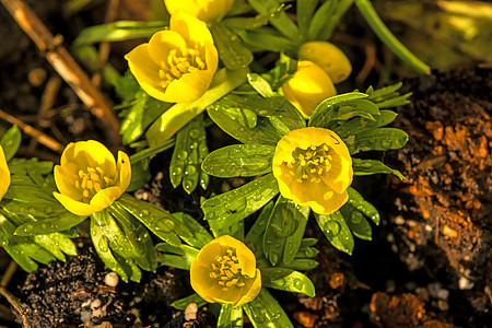 德国的春花宏观花瓣叶子季节眉毛植物花园生长花束团体图片