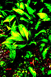 德国森林里的野大蒜植物食物宏观药品草本植物草药团体绿色治愈草本图片