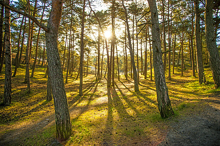 林中背光线背光木头太阳晴天荒野反省风景环境绿色图片