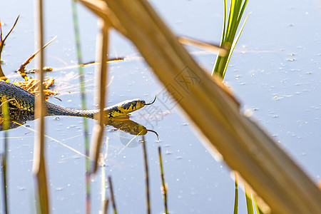 欧洲草蛇在波兰的摩尔湖中的欧洲草蛇打猎野生动物蟒蛇池塘两栖环蛇动物群动物水蛇图片
