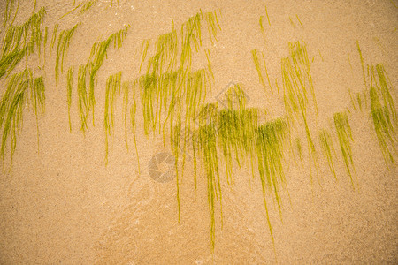 海藻 海藻在波罗的海沙滩上植被绿色植物海洋海草叶子海滩杂草环境宏观图片