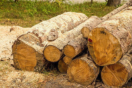 在森林中采伐的木材棕色柴堆锯齿状建造森林活力锯末材料燃料力量图片