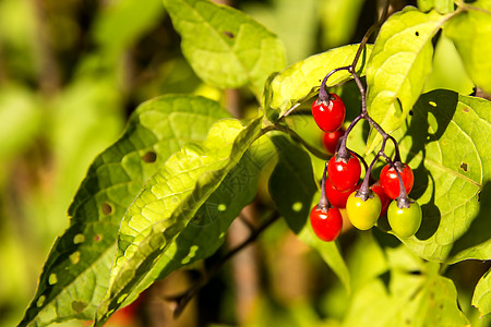 成熟浆果的药用植物毒花荒野红色重罪犯植物群医疗苦乐蛇莓图片