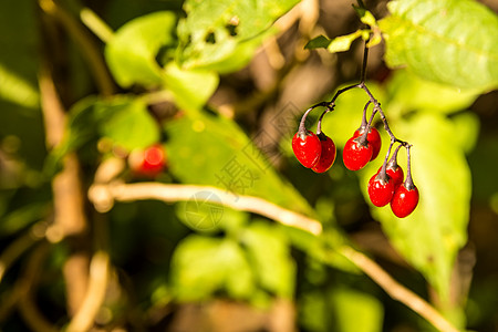 成熟浆果的药用植物医疗重罪犯荒野苦乐蛇莓植物群毒花红色图片