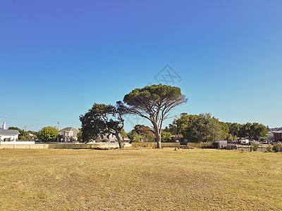 南非开普敦公园的巨型非洲树花园植物建筑学建筑丘陵公园场地树木住宅体育图片