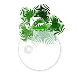 绿色热带树叶棕榈 在广告Ads的圆圈中 插图图片