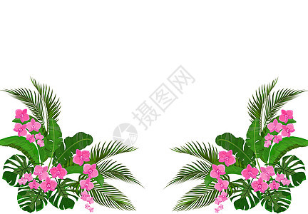 绿色热带香蕉叶 椰子叶 怪兽叶和橡树叶 粉红兰花 图示图片