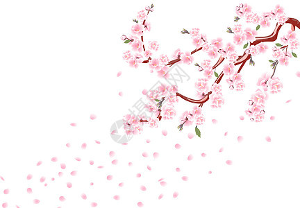 樱花 有面粉花 叶子和樱桃芽的树枝 樱桃 白背景图解孤立图片