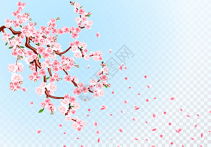樱花 有柔和的花朵 叶子和樱桃花蕾的树枝 樱桃花瓣 透明背景图图片