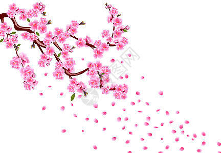 樱花 紫花枝 叶子和樱桃芽 樱桃滴花瓣 白背景图解上孤立的图片