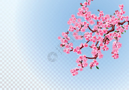 樱花枝 有浅紫花 叶子和樱桃芽的细树枝 脱焦效应 透明背景图片