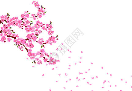 樱花枝 粉红花 叶子和樱桃芽的树枝 白皮在风中飞翔 与白色背景隔绝图片