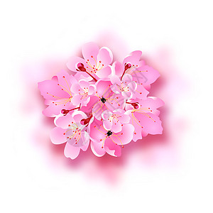 装饰的萨库拉花朵 花束 带有阴影的设计元素 可用于卡片 邀请函 海报图片