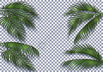 带有阴影的热带深绿色棕榈树叶按其形状加以区分 在彩色背景上被孤立 插图图片