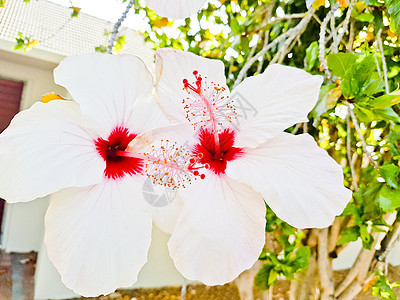 带白花和粉红花的希比斯库 南非图片