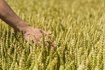 在炎热的夏日 农场主在田地里用手触摸他的庄稼 收获 有机耕作概念 农牧业图片