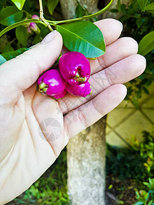南非森林里的粉色水果 种子 花蕾浆果木头食物生长偷猎者植物花朵收成叶子荒野图片