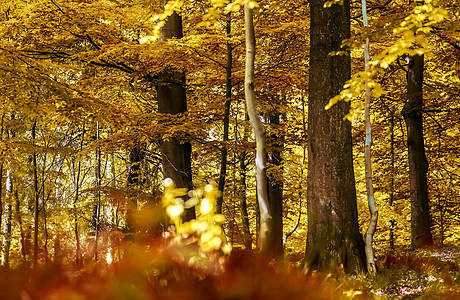 金色叶子在eu发现的金色秋天风景的美丽全景街道季节公园绿色环境天空森林橙子树叶叶子背景