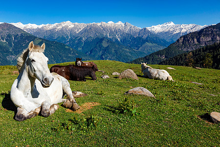 山中马匹 印度喜马恰尔邦草甸山脉农作物家畜牧场村庄绿色饲料场地风光图片