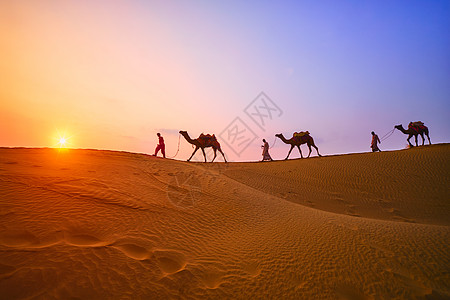 印度咖啡林骆驼驾驶员 日落时在沙丘配有骆驼双影带晴天风景男人太阳异国旅游阳光沙漠旅行爬坡图片