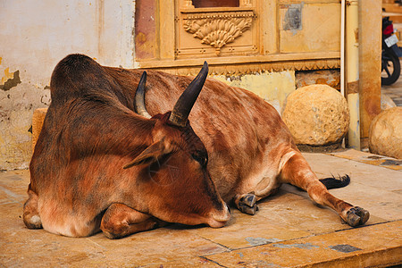 躺在街头的印度奶牛旅行城市街道场景生活宗教哺乳动物文化动物图片