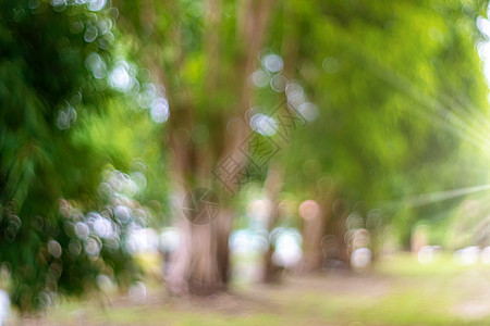 在日落时 许多树木与照明弹相伴而生背景街道植物季节场地叶子阳光花园天空旅行图片