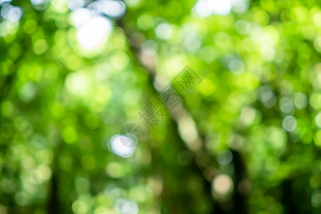 具有阳光散景背景的选择性绿色自然叶 复古色调风格木头植物环境生长宏观丛林晴天树叶太阳森林图片
