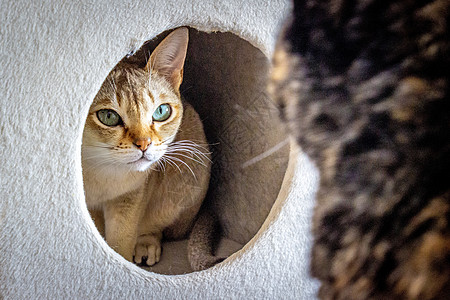 Singapura 一只猫躲在猫屋里 看着另一只猫图片