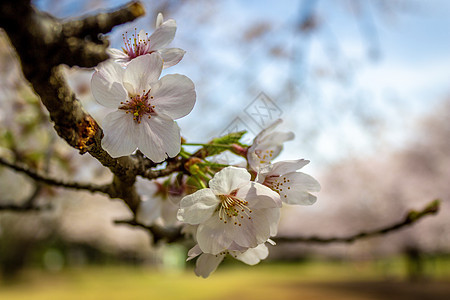 秋花 日本开那加太田的樱桃花白色植物公园粉色花瓣叶子植物学樱花季节植物群图片