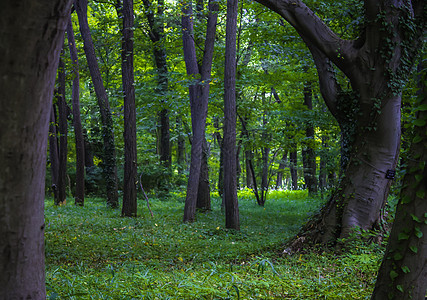一个城市的绿色公园花园 日本TOKYO太阳花园小路植被阳光情调林地木头女士森林图片