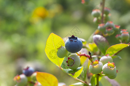 在灌木丛上的一个集群中 单一成熟的蓝莓植物阳光水果收成荒野浆果营养蓝色灌木覆盆子图片