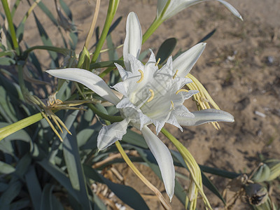 白色花的特写 也称为海水仙花或沙百合 来自石蒜科 在地中海沿岸的沙丘上 有选择的焦点海岸植物群荒野海花海事雄蕊植物学花瓣叶子植物背景图片