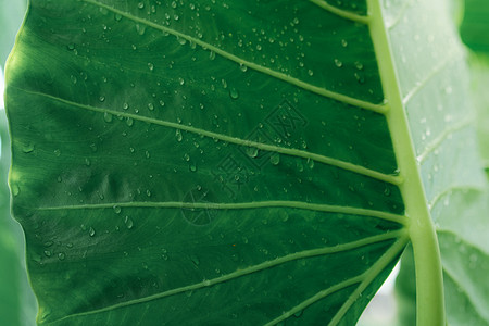 有雨滴纹理背景的封闭绿叶 大象 e图片