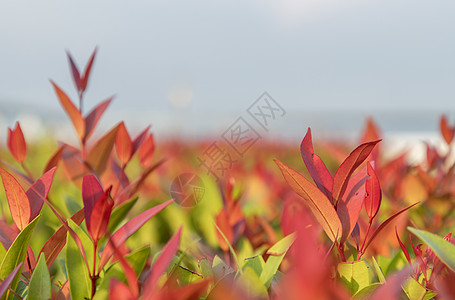的红叶粉色 花叶是花叶绿色植物植物学热带纹理季节植物群森林生长叶子公园图片