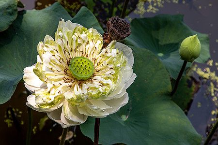 盛开的绿色莲花花和便便绿新鲜叶子高清图片