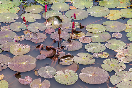 美丽的粉色莲花和绿莲叶 在池塘里花瓣运河热带荷叶花束花园紫色叶子植物环境图片