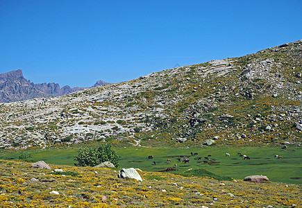 绿山草地 在岩石上和蓝天空上骑着放牧马图片