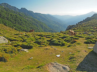 牧牛在金色时间山草地上放牧图片