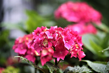 乌雨中湿润的鲜花粉色树叶绿色季节背景植物群公园深色花园黄色图片