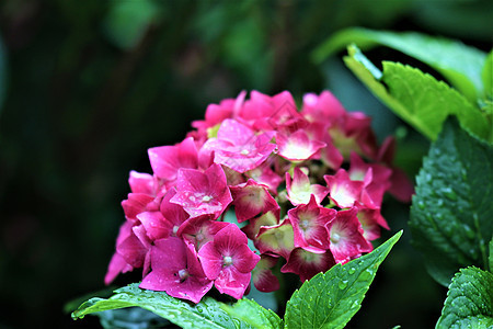 乌雨中湿润的鲜花树叶绿色植物群季节粉色深色黄色花园背景植物图片