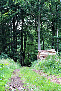 森林中的自然路径 中间草草居中位 木柴堆积在一边绿色植物小径农村国家木头植物群树木森林图片