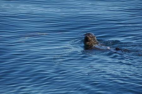 海狮在公海上游泳野生动物哺乳动物动物海洋生物外海海洋蓝色图片