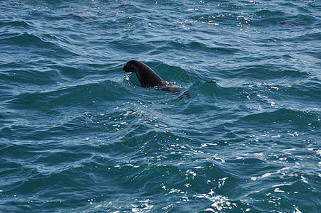 海狮在公海上游泳海洋生物外海野生动物哺乳动物海洋动物蓝色图片