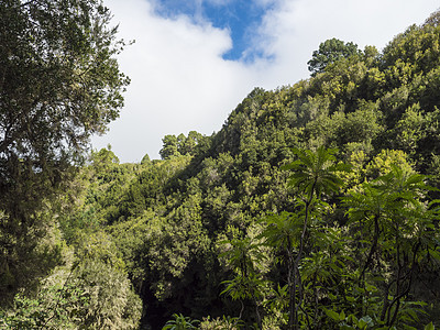 在西班牙加那利群岛拉帕尔马岛北部La Zarza自然公园的绿色亚热带雨林图片