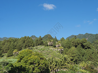 郁郁葱葱的绿色山丘 有亚热带植被 棕榈树和松树 在阳光明媚的冬日 蓝天背景下 Las Nieves 村周围美丽的山景 拉帕尔马 图片