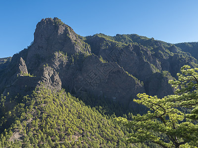 西班牙加那利群岛拉帕尔马火山弹坑国家公园的观点 火山景观和大片松树林远足假期公园岛屿国家环境风景松树树木山脉图片